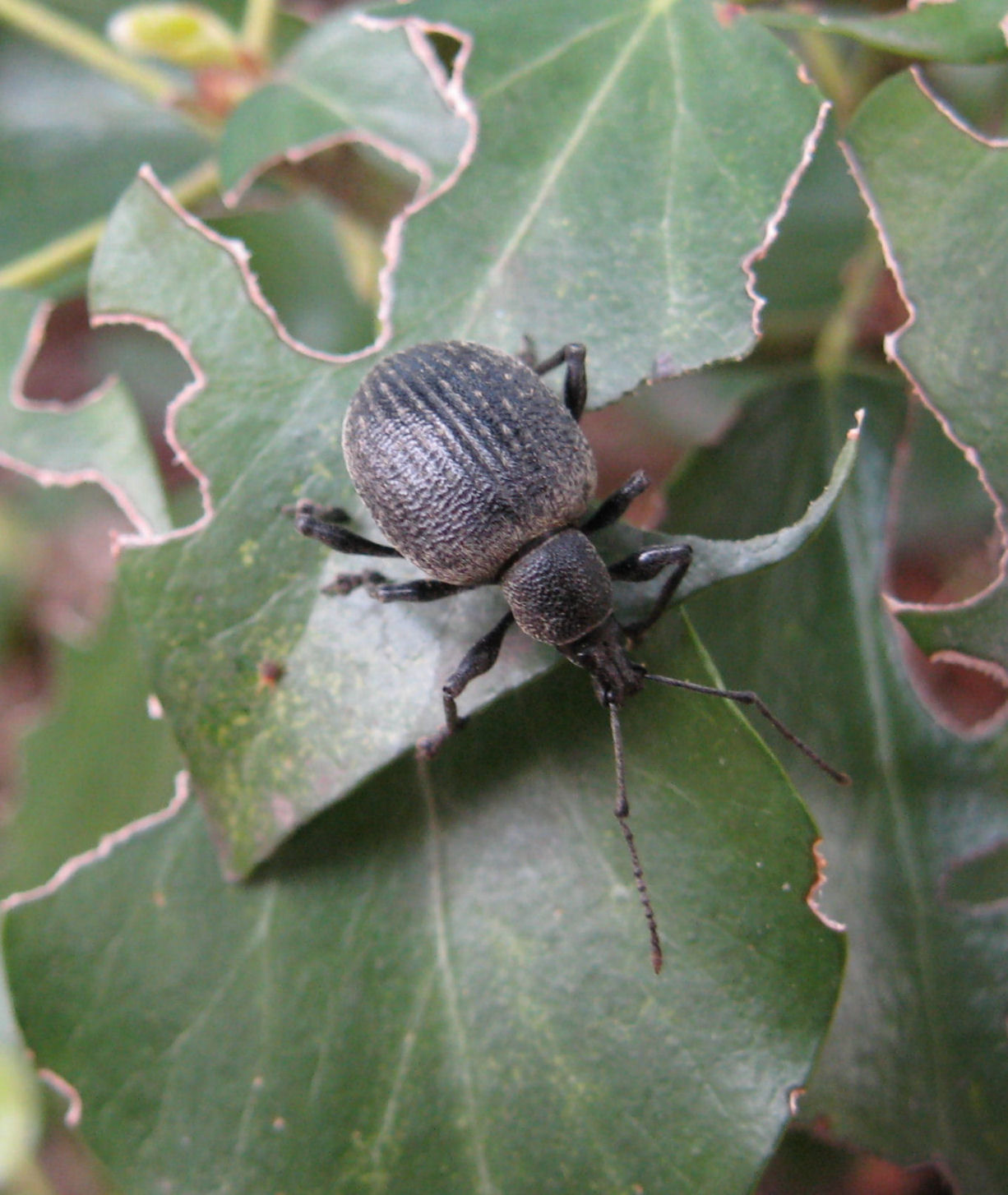 Curculionidae